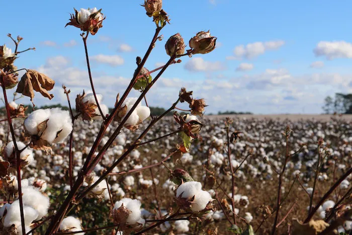 10 Surprising Cotton Facts: Pros and Cons of Cotton