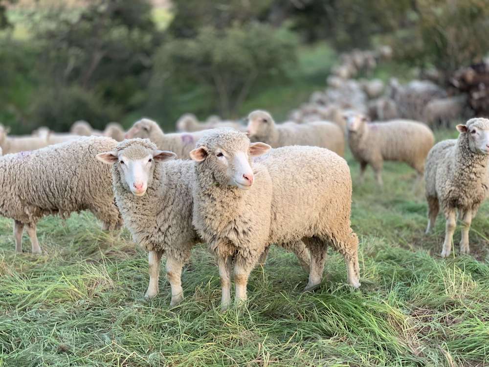 Is Merino Wool Ethical? Merino Sheep https://unsplash.com/photos/nbklTnbXZ68?utm_source=unsplash&utm_medium=referral&utm_content=creditShareLink